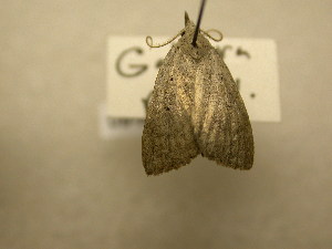  ( - 09-NCCC-360)  @12 [ ] CreativeCommons - Attribution (2010) CBG Photography Group Centre for Biodiversity Genomics