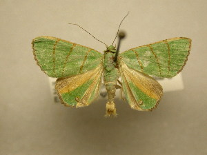  (Eulepidotis viridissima - 11-MISC-854)  @15 [ ] No Rights Reserved (2011) JB Sullivan Research Collection of J. B. Sullivan
