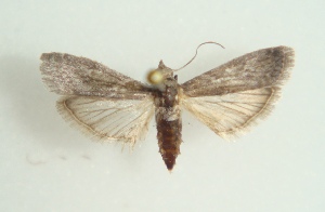  ( - KLM Lep 02996)  @12 [ ] CreativeCommons - Attribution Non-Commercial Share-Alike (2015) Christian Wieser Landesmuseum Kärnten