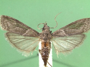  ( - KLM Lep 03054)  @12 [ ] CreativeCommons - Attribution Non-Commercial Share-Alike (2015) Christian Wieser Landesmuseum Kärnten