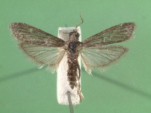  ( - KLM Lep 03058)  @12 [ ] CreativeCommons - Attribution Non-Commercial Share-Alike (2015) Christian Wieser Landesmuseum Kärnten