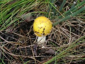  ( - DJM 1477)  @11 [ ] CreativeCommons - Attribution Non-Commercial Share-Alike (2010) Mycology Division, Royal Ontario Museum Royal Ontario Museum