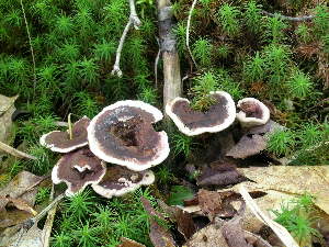  (Phellodon sp - DJM 1510)  @11 [ ] CreativeCommons - Attribution Non-Commercial Share-Alike (2010) Mycology Division, Royal Ontario Museum Royal Ontario Museum