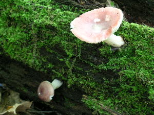  (Russula cf. gracilis - DJM 1523)  @11 [ ] CreativeCommons - Attribution Non-Commercial Share-Alike (2010) Mycology Division, Royal Ontario Museum Royal Ontario Museum