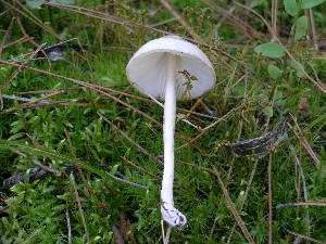  (Limacella - DJM 1536)  @11 [ ] CreativeCommons - Attribution Non-Commercial Share-Alike (2010) Mycology Division, Royal Ontario Museum Royal Ontario Museum