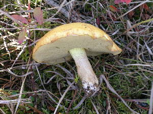  (Suillus granulatus - DJM 1539)  @11 [ ] CreativeCommons - Attribution Non-Commercial Share-Alike (2010) Mycology Division, Royal Ontario Museum Royal Ontario Museum