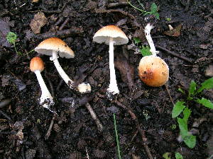  (Lepiota rubrotincta - MCBS 128)  @11 [ ] CreativeCommons - Attribution Non-Commercial Share-Alike (2010) Mycology Division, Royal Ontario Museum Royal Ontario Museum