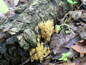  ( - MCBS 153)  @11 [ ] CreativeCommons - Attribution Non-Commercial Share-Alike (2010) Mycology Division, Royal Ontario Museum Royal Ontario Museum