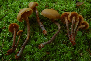  ( - MCBS 021)  @11 [ ] CreativeCommons - Attribution Non-Commercial Share-Alike (2010) Mycology Division, Royal Ontario Museum Royal Ontario Museum
