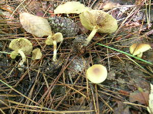  ( - MCBS 224)  @11 [ ] CreativeCommons - Attribution Non-Commercial Share-Alike (2010) Mycology Division, Royal Ontario Museum Royal Ontario Museum