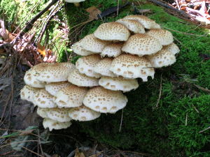  (Pholiota cf. destruens - MCBS 232)  @11 [ ] CreativeCommons - Attribution Non-Commercial Share-Alike (2010) Mycology Division, Royal Ontario Museum Royal Ontario Museum