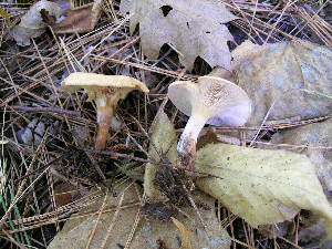  (Clitocybe cf. phyllophila - MCBS 254)  @11 [ ] CreativeCommons - Attribution Non-Commercial Share-Alike (2010) Mycology Division, Royal Ontario Museum Royal Ontario Museum