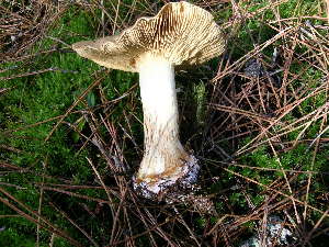  (Cortinarius guttatus - MCBS 262)  @11 [ ] CreativeCommons - Attribution Non-Commercial Share-Alike (2010) Mycology Division, Royal Ontario Museum Royal Ontario Museum