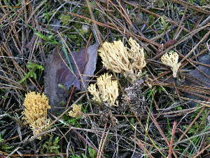  ( - MCBS 266)  @11 [ ] CreativeCommons - Attribution Non-Commercial Share-Alike (2010) Mycology Division, Royal Ontario Museum Royal Ontario Museum