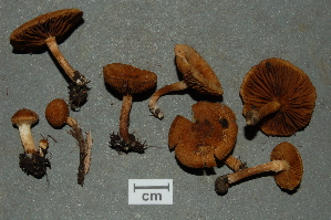  ( - MCBS 064)  @11 [ ] CreativeCommons - Attribution Non-Commercial Share-Alike (2010) Mycology Division, Royal Ontario Museum Royal Ontario Museum