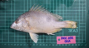  ( - DNSC_2016_001A)  @11 [ ] Copyright (2024) Unspecified Davao del Norte State College