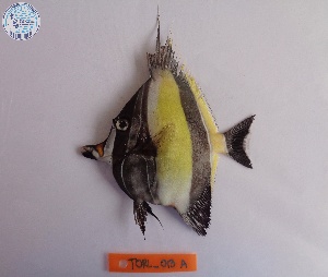  ( - MIN_1912_TORL_013A)  @11 [ ] Copyright (2024) Unspecified University of the Philippines Mindanao