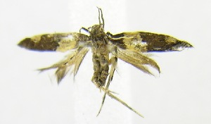  (Macrobathra metacypha - USNM ENT 00701412)  @12 [ ] Unspecified (default): All Rights Reserved  Unspecified Unspecified