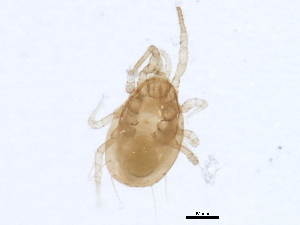 (Amblyseius sp. JCS09 - 09DPMIT-0166)  @11 [ ] CreativeCommons - Attribution (2012) CBG Photography Group Centre for Biodiversity Genomics