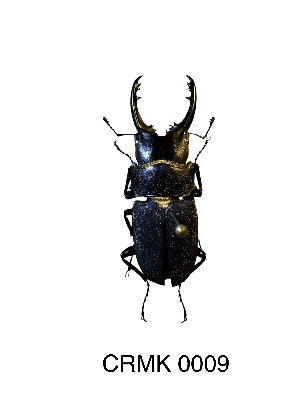  (Leptinopterus fryi - CRMK-0009)  @11 [ ] by-nc-sa (2025) Thibaud Deca&euml;ns University of Montpellier