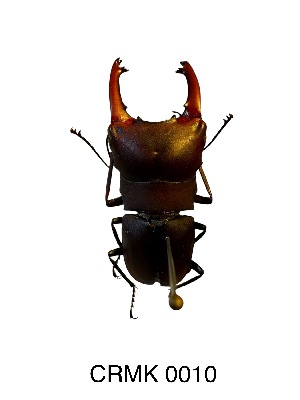  (Macrocrates bucephalus - CRMK-0010)  @11 [ ] by-nc-sa (2025) Thibaud Deca&euml;ns University of Montpellier