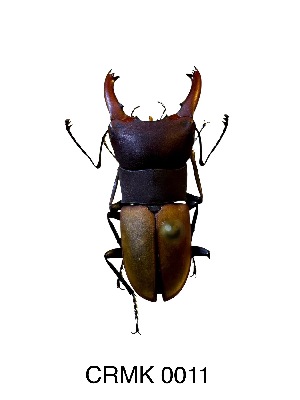  ( - CRMK-0011)  @11 [ ] by-nc-sa (2025) Thibaud Deca&euml;ns University of Montpellier