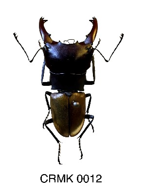  ( - CRMK-0012)  @11 [ ] by-nc-sa (2025) Thibaud Deca&euml;ns University of Montpellier