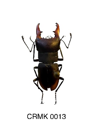  ( - CRMK-0013)  @11 [ ] by-nc-sa (2025) Thibaud Deca&euml;ns University of Montpellier