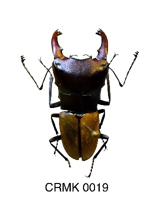  (Metadorcus - CRMK-0019)  @11 [ ] by-nc-sa (2025) Thibaud Deca&euml;ns University of Montpellier