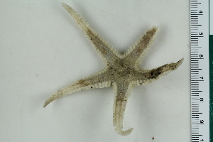  (Astropecten leptus - ZMBN_115382)  @11 [ ] CreativeCommons - Attribution Non-Commercial Share-Alike (2017) University of Bergen Natural History Collections