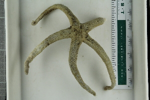  ( - ZMBN_115390)  @11 [ ] CreativeCommons - Attribution Non-Commercial Share-Alike (2017) University of Bergen Natural History Collections