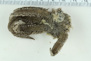  ( - ZMBN_115404)  @11 [ ] CreativeCommons - Attribution Non-Commercial Share-Alike (2017) University of Bergen Natural History Collections