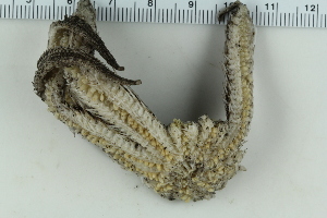  ( - ZMBN_115404)  @11 [ ] CreativeCommons - Attribution Non-Commercial Share-Alike (2017) University of Bergen Natural History Collections