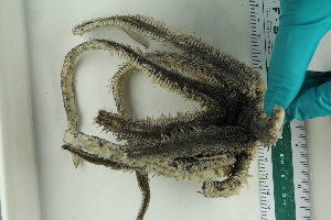  ( - ZMBN_115405)  @11 [ ] CreativeCommons - Attribution Non-Commercial Share-Alike (2017) University of Bergen Natural History Collections