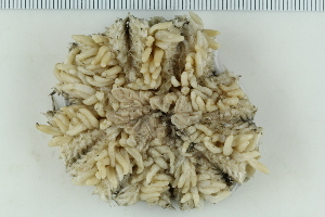  ( - ZMBN_115406)  @11 [ ] CreativeCommons - Attribution Non-Commercial Share-Alike (2017) University of Bergen Natural History Collections