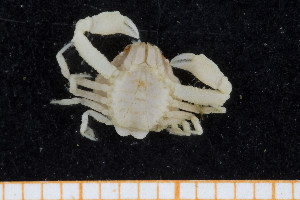  ( - UMBergen_MBOWA_brach112)  @12 [ ] CreativeCommons - Attribution Non-Commercial Share-Alike (2013) Natural History Collections, University of Bergen University of Bergen, Natural History Collections