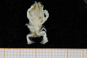  ( - UMBergen_MBOWA_brach251)  @13 [ ] CreativeCommons - Attribution Non-Commercial Share-Alike (2013) Unspecified University of Bergen, Natural History Collections