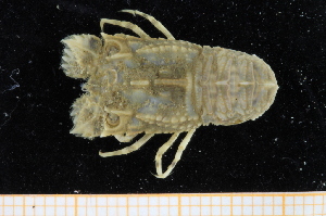  ( - UMBergen_MBOWA_scyll03)  @11 [ ] CreativeCommons - Attribution Non-Commercial Share-Alike (2013) Unspecified University of Bergen, Natural History Collections