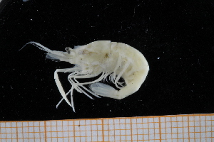 (Palaemonella sp - UMBergen_MBOWA_shrimp94)  @11 [ ] CreativeCommons - Attribution Non-Commercial Share-Alike (2013) Unspecified University of Bergen, Natural History Collections