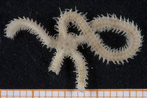  ( - UMBergen_MBOWA_ophiu44)  @13 [ ] CreativeCommons - Attribution Non-Commercial Share-Alike (2013) Natural History Collections, University of Bergen University of Bergen, Natural History Collections