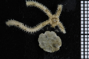  ( - ZMBN_84662)  @11 [ ] CreativeCommons - Attribution Non-Commercial Share-Alike (2014) University of Bergen University of Bergen, Natural History Collections
