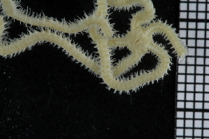  ( - ZMBN_84663)  @12 [ ] CreativeCommons - Attribution Non-Commercial Share-Alike (2014) University of Bergen University of Bergen, Natural History Collections