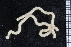  (Amphioplus archeri - ZMBN_84669)  @13 [ ] CreativeCommons - Attribution Non-Commercial Share-Alike (2014) University of Bergen University of Bergen, Natural History Collections