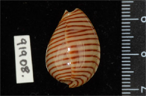  ( - ZMBN 91908)  @11 [ ] CreativeCommons - Attribution Non-Commercial Share-Alike (2014) Manuel A. E. Malaquias University of Bergen, Natural History Collections