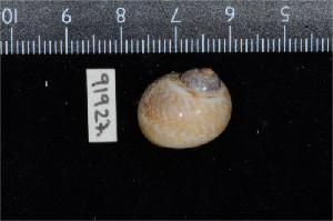  (Natica adansoni - ZMBN 91927)  @11 [ ] CreativeCommons - Attribution Non-Commercial Share-Alike (2014) Manuel A. E. Malaquias University of Bergen, Natural History Collections