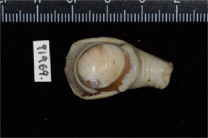  ( - ZMBN 91935)  @11 [ ] CreativeCommons - Attribution Non-Commercial Share-Alike (2014) Manuel A. E. Malaquias University of Bergen, Natural History Collections