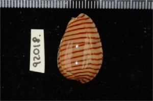  ( - ZMBN 92018)  @11 [ ] CreativeCommons - Attribution Non-Commercial Share-Alike (2014) Manuel A. E. Malaquias University of Bergen, Natural History Collections