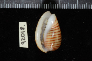  ( - ZMBN 92018)  @11 [ ] CreativeCommons - Attribution Non-Commercial Share-Alike (2014) Manuel A. E. Malaquias University of Bergen, Natural History Collections