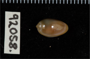  ( - ZMBN 92058)  @11 [ ] CreativeCommons - Attribution Non-Commercial Share-Alike (2014) Manuel A. E. Malaquias University of Bergen, Natural History Collections