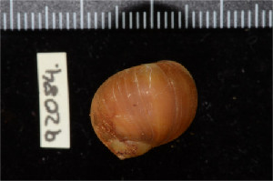  ( - ZMBN 92084)  @11 [ ] CreativeCommons - Attribution Non-Commercial Share-Alike (2014) Manuel A. E. Malaquias University of Bergen, Natural History Collections